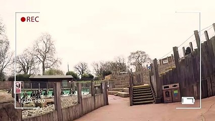 Headcam footage from ZSL shows penguins up close!