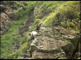 Flying Himalayan Griffon Vultures...