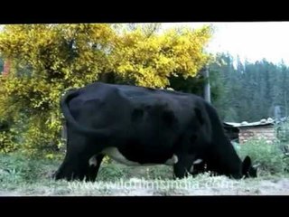 Bhutanese cow speaks to camera!
