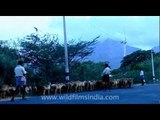 Sheep herding near Wind farm, Kerala!