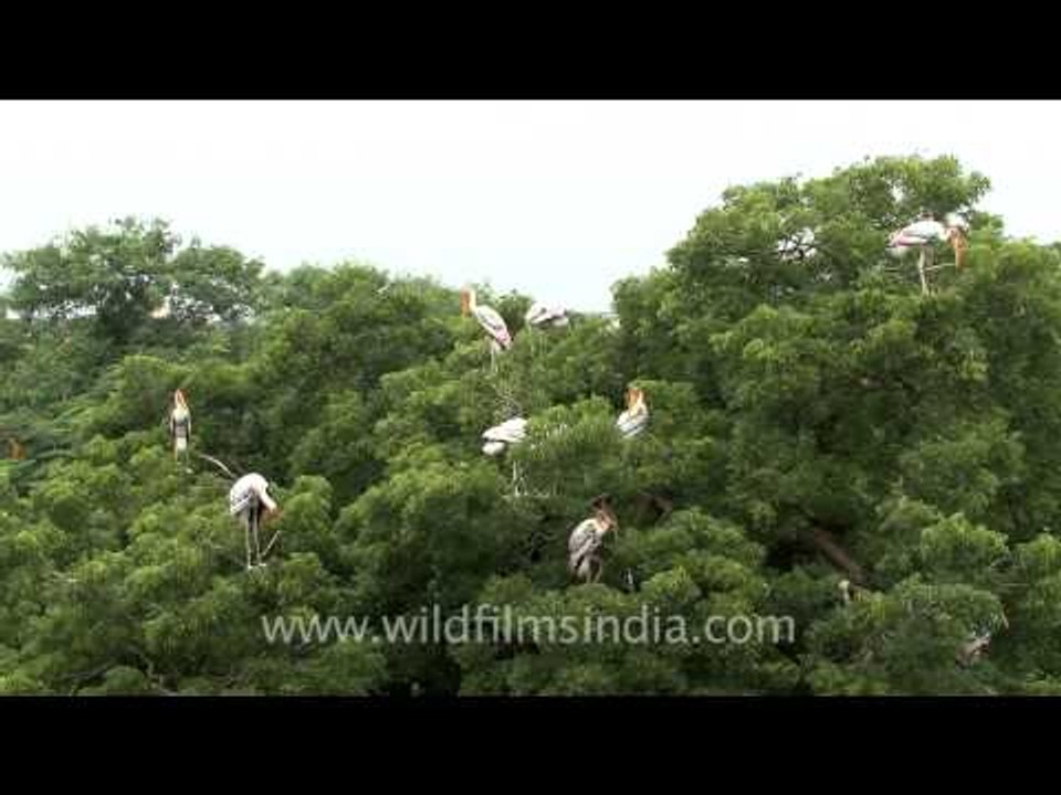 Party on the top - Painted Storks