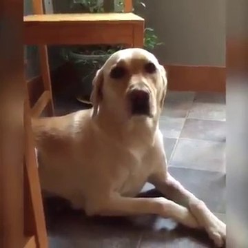 Meilleures Chiens et chats drôles