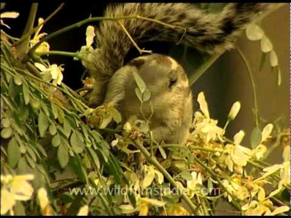 Squirrel eating flowers on an Indian Drumstick tree