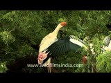 Meet the painted storks up close & personal!