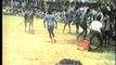 Bull taming at Jallikattu, during Pongal!