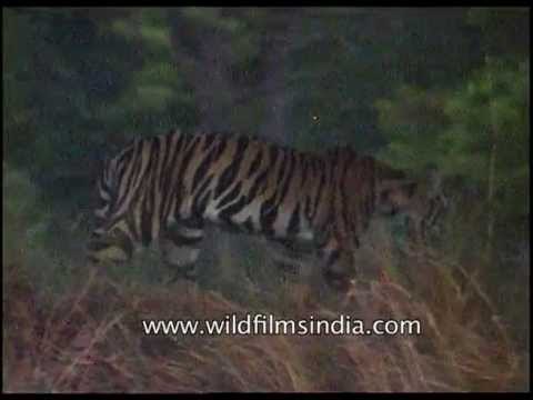 Two tigress resting under a tree, Kanha Park!