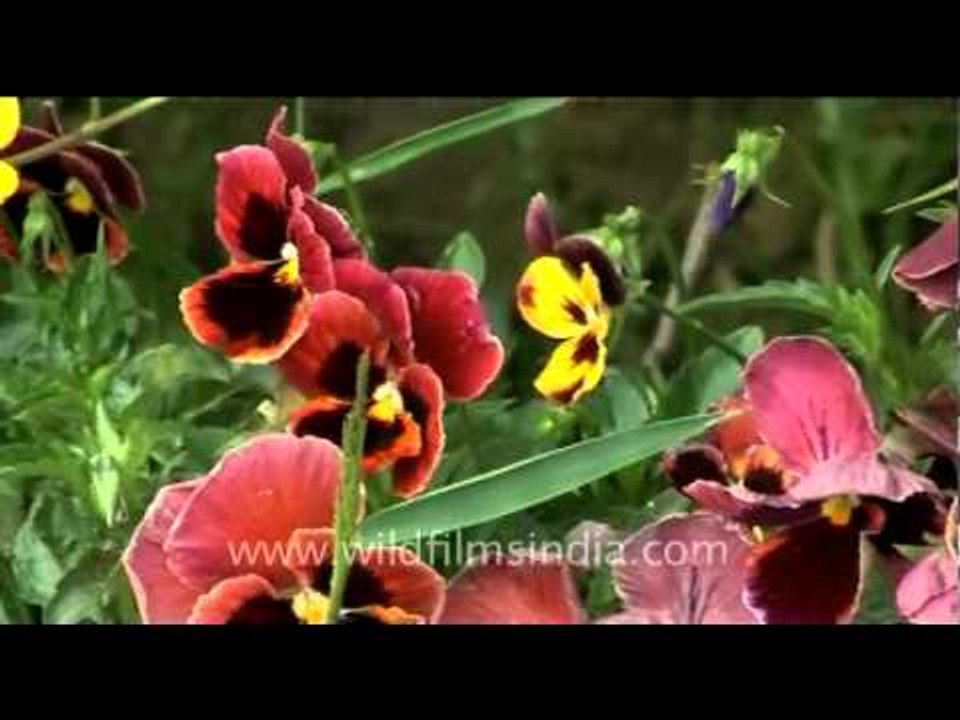 Garden flowers from Bhutan