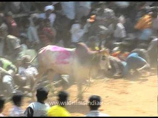 Bull taming festival - incredibly daft or brave?