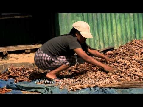 Turmeric production in Reiek, Mizoram