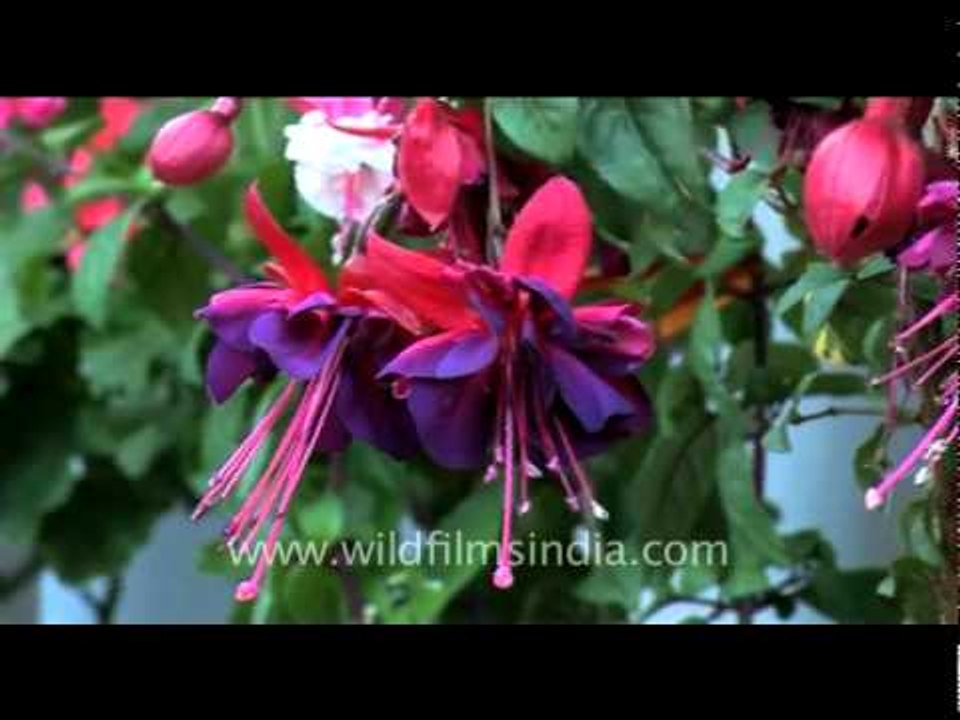 Fuchsia doubles in Bhutan!