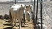 White stallions of the Himalaya, horse breeding farm, Leh