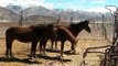 Finest Himalayan horses at Zanskari Equine breeding farm, Leh