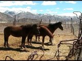 Finest Himalayan horses at Zanskari Equine breeding farm, Leh