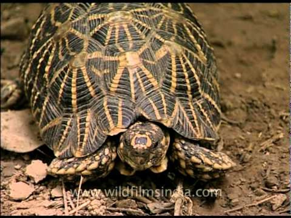 Star tortoise! Walk and don't run!