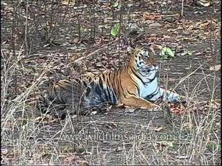 A Tiger on a lazy sleepy afternoon in Kanha...