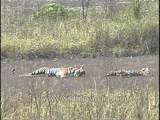 Wild cats napping away the afternoon!