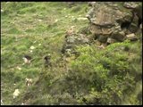 Himalayan Griffon Vultures with humans around them
