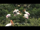 Painted storks chatting in bird language!!