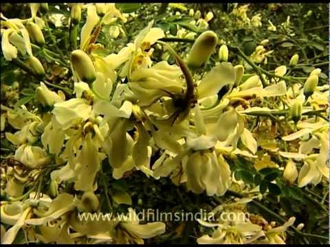 Bees over Bauhinia variegata or Indian Kachnar tree!