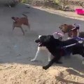 Poor Dogs - Happy Dogs Reacts to Wheelchair - Paralyzed Dog Gets Wheels