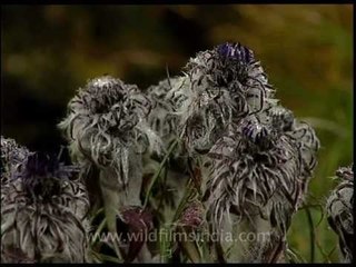 Saussure flower in Uttarakhand alpine meadow