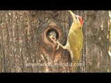 Scaly-bellied Green Woodpecker at its nest-hole!
