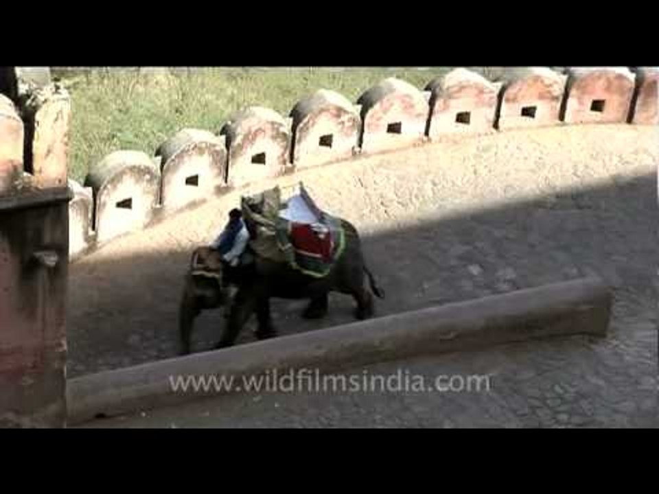 Elephant atop a fort!