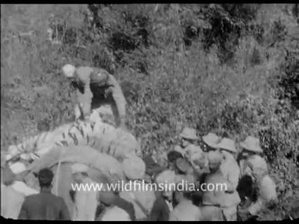 Olden days Tiger hunt in Himalayan foothills, by Britishers