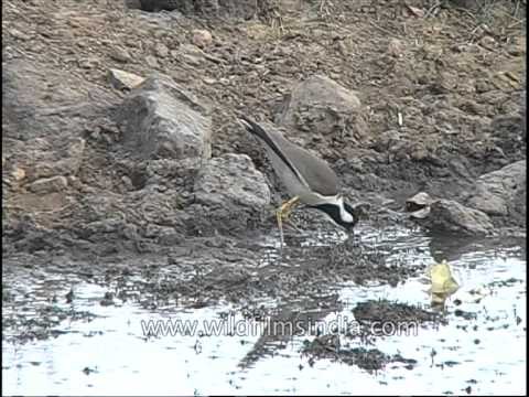 Red-wattled Lapwing quenching thirst at Kanha Park!