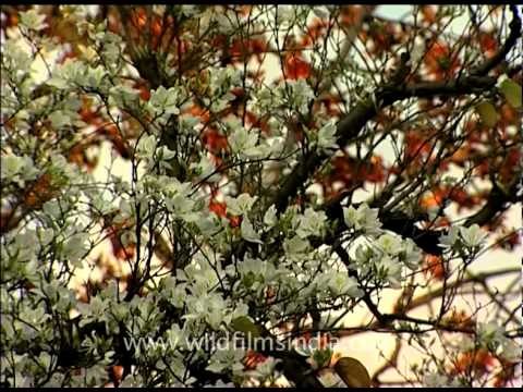 Sehmal Silk Cotton and Kachnar trees in full blossom