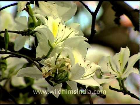 Bauhinia variegata or Indian Kachnar tree in glorious bloom!