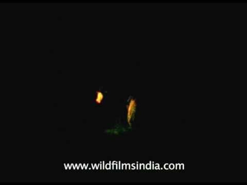 Weird ritual at Lakhat Temple!