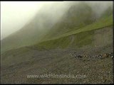 Cold weather and steep path, Nanda Devi...