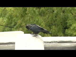 Rain romance for this Crow couple!!!