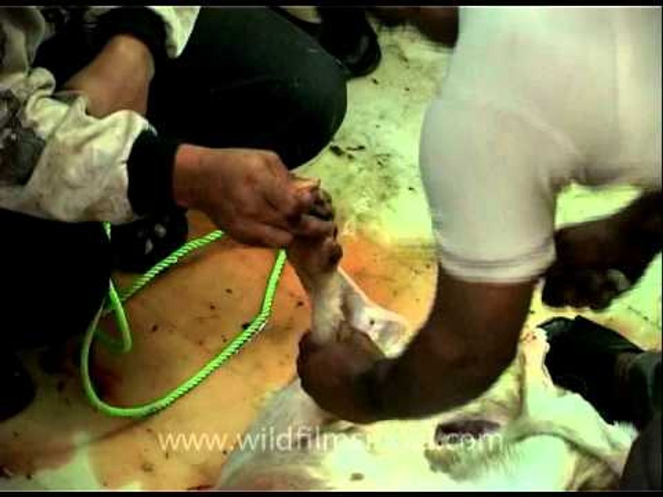 Sacrificing (giving Qurban) a Goat