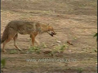 Jackal eating carrion in Kanha