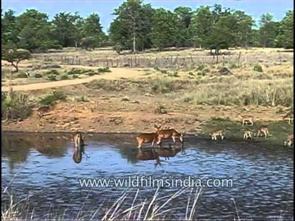 Tiger's prey Barasingha and Chital roam freely in Kanha
