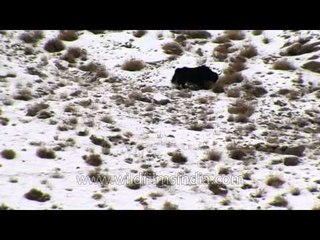 At home, Yaks in Ladakh