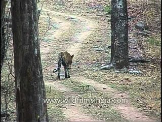Me, the lonely tiger; I walk alone