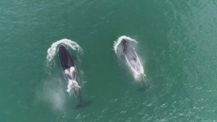La liberación de las ballenas y orcas del mar de Ojotsk será en junio