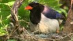 Cleaning around her newborns - Red-billed Blue Magpie