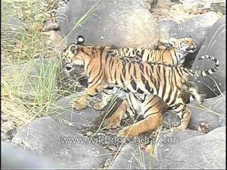 The summer makes them sleepy, Tigers in Kanha!