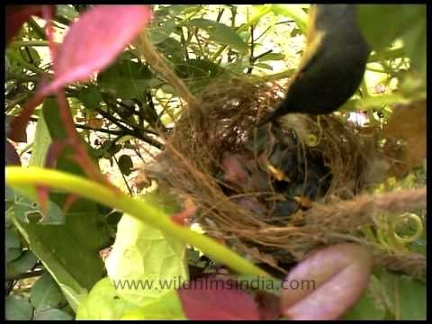 Ashy Prinia or Ashy Wren Warbler nidificating!