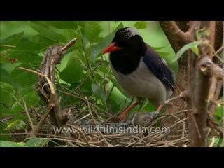 Hungry gapes with pink inners! Red-billed Blue Magpies fight over who will feed first!