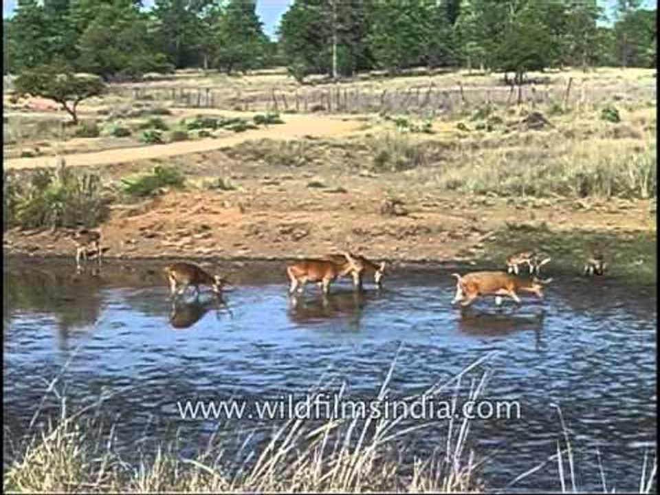 Perfect catch for the Big Cats - Thirsty Barasingha!