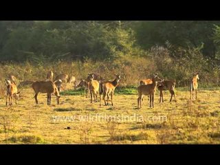 The Keoladeo National Park with its Bluebull Antelopes...