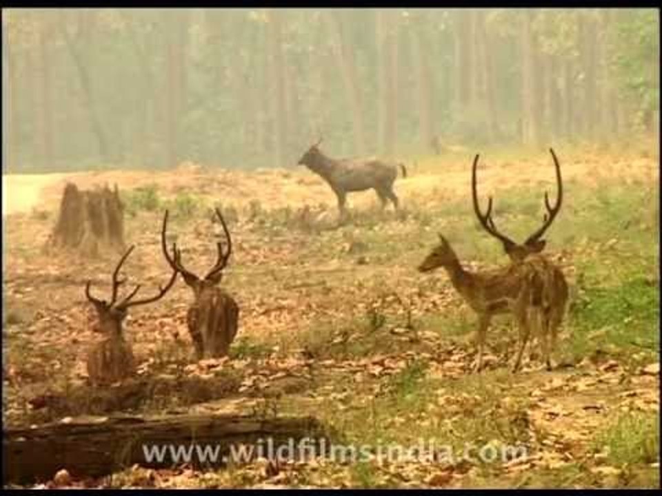 Chital or Spotted deer seem relaxed and don't anticipate a tiger's visit
