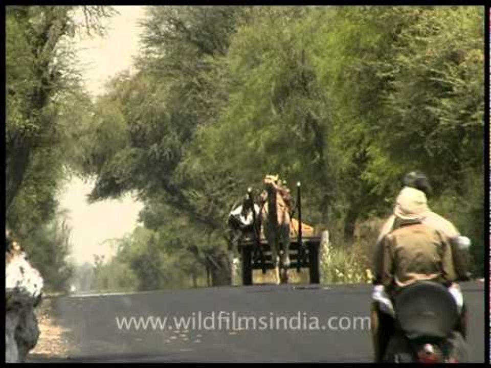 Camel cart in Rajasthan