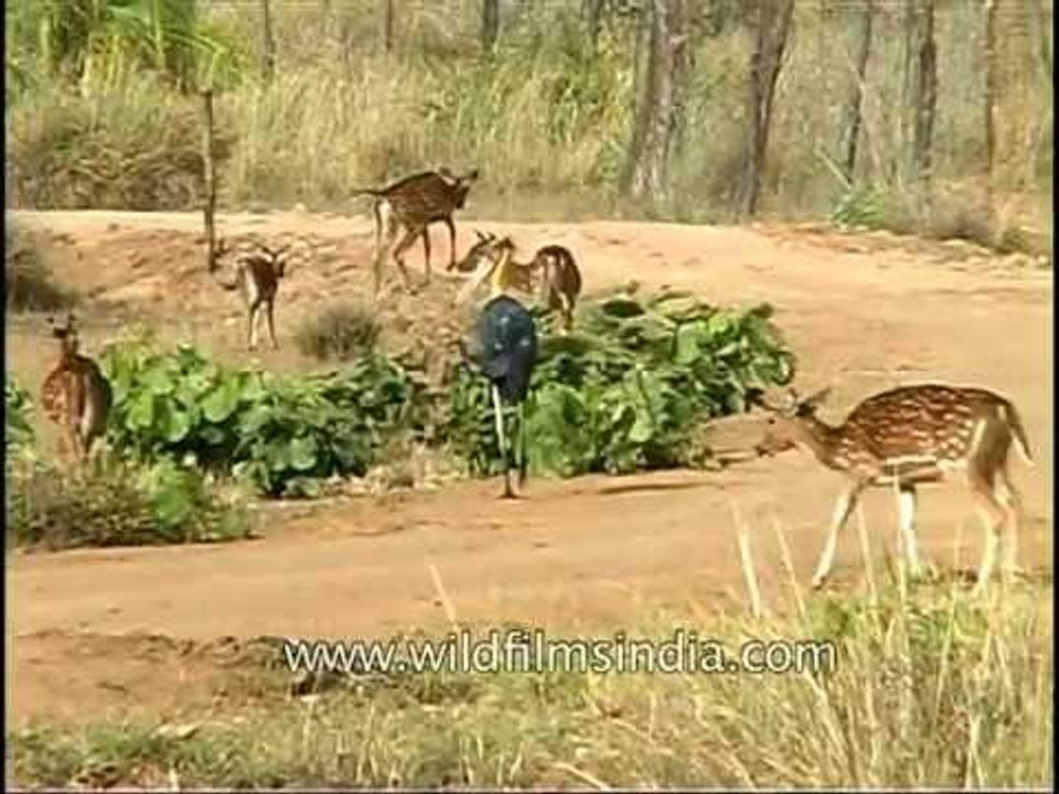Adjutant Stork and Chitals grazing in the wilderness of Kanha National Park