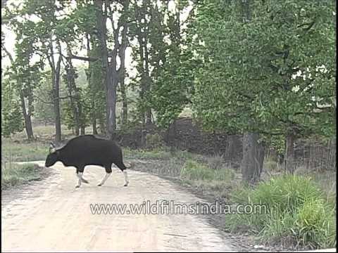 Indian Bison or Gaur - a rare sight!